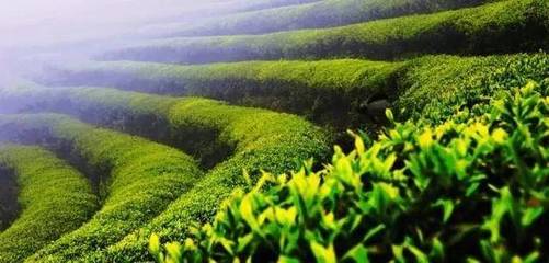 有機(jī)茶 引領(lǐng)未來茶葉市場的新趨勢