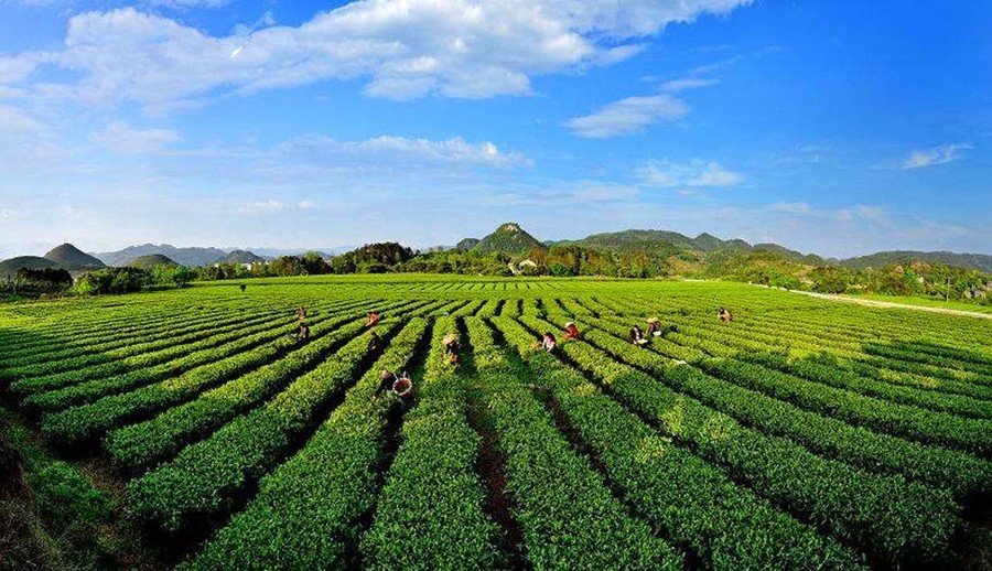 茶葉采摘的矛盾與協(xié)調(diào)性