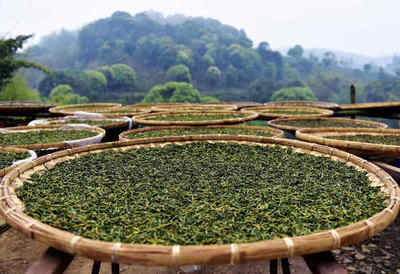 四月尋茶香，南方春意濃