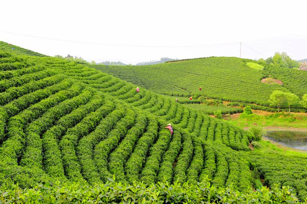 信陽 以茶興業(yè)富農(nóng)真