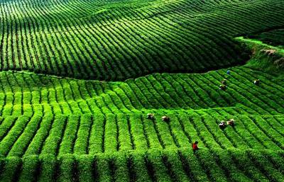 英德千畝紅茶谷 茶文化體驗(yàn)與科技交融的徒步之旅